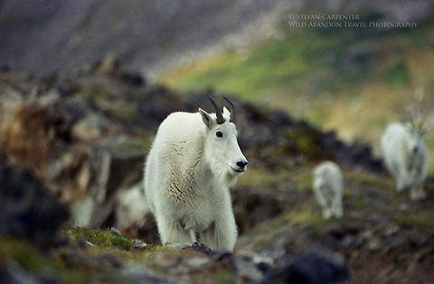 Mountain Goat I came across this mountain goat while hiking in the Rocky Mountains in Colorado.  This picture is of the male of the family; he was accompanied by a female and a kid.  When he saw me, he began walking purposefully toward me while snorting.  Given that I was perilously close to the edge of a long drop-off, I snapped this picture and beat a hasty retreat.  Geotagged,Mountain goat,Oreamnos americanus,United States