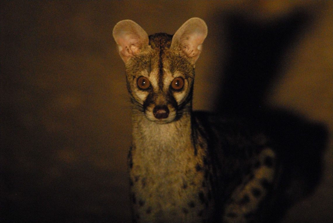 Central African Large-Spotted Genet I took this picture in the absolute darkness in South Luangwa National Park, Zambia.  It isn&#039;t the finest picture I ever took, but given that I was hand-holding a long lens at nighttime, it was the best that I could do. Genetta maculata,Genetta tigrina,Geotagged,Panther Genet,Zambia