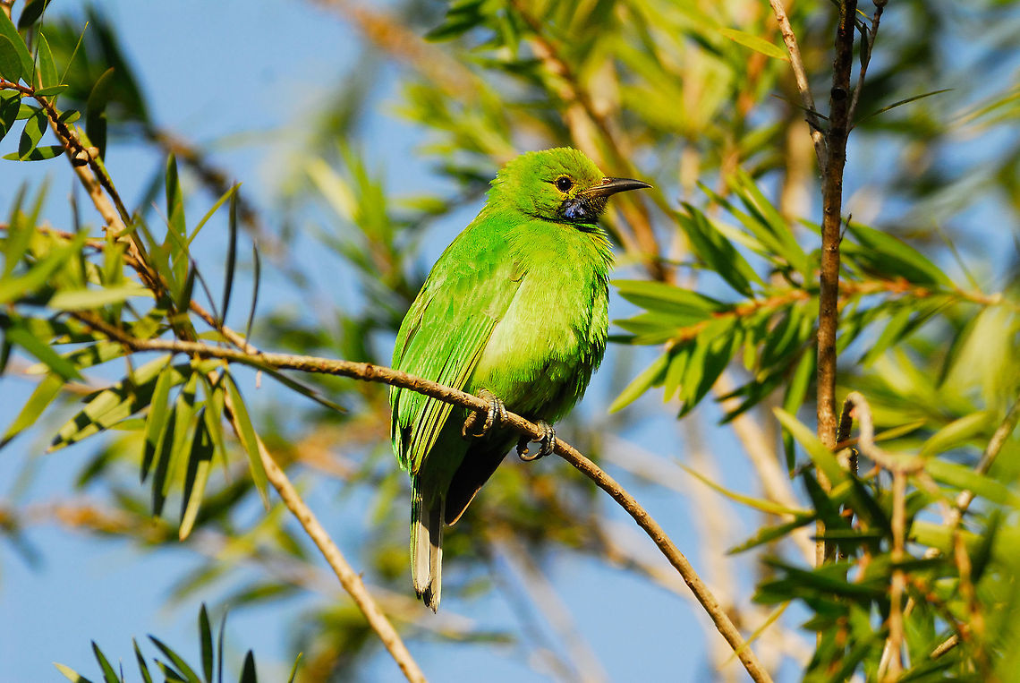 Female Jerdon's Leafbird A female Jerdon&#039;s Leafbird.  Picture taken in the Khana National Park, Madhya Pradesh, India. Chloropsis jerdoni,Geotagged,India,Jerdons Leafbird
