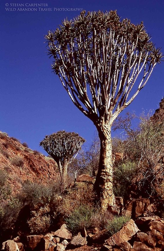 Quiver Trees A picture of quiver trees on the Olive Trail in the Naukluft Mountain Zebra Park, Nambia.  Aloe dichotoma,Geotagged,Namibia,Quiver tree