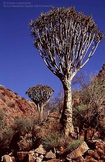 Quiver Trees A picture of quiver trees on the Olive Trail in the Naukluft Mountain Zebra Park, Nambia.  Aloe dichotoma,Geotagged,Namibia,Quiver tree