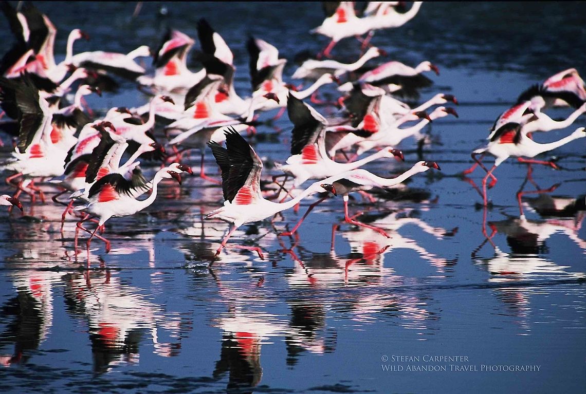 Lesser flamingos flying Lesser flamingos taking flight in Walvis Bay, Namibia Geotagged,Lesser Flamingo,Namibia,Phoenicopterus minor
