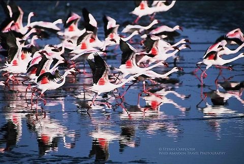 Lesser flamingos flying Lesser flamingos taking flight in Walvis Bay, Namibia Geotagged,Lesser Flamingo,Namibia,Phoenicopterus minor