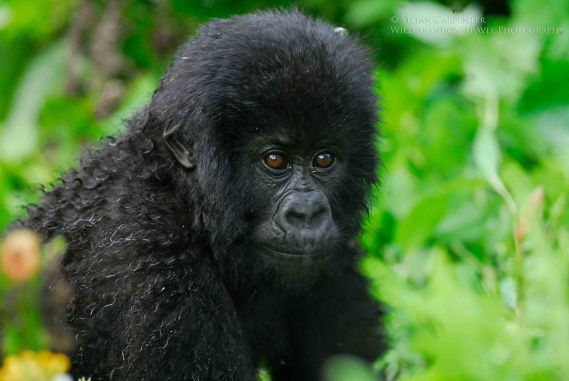 Young Mountain Gorilla A young mountain gorilla.  Picture taken in Virunga National Park in the Democratic Republic of Congo.  Democratic Republic of the Congo,Geotagged,Gorilla beringei beringei,Mountain gorilla