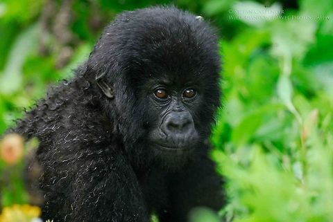 Young Mountain Gorilla A young mountain gorilla.  Picture taken in Virunga National Park in the Democratic Republic of Congo.  Democratic Republic of the Congo,Geotagged,Gorilla beringei beringei,Mountain gorilla