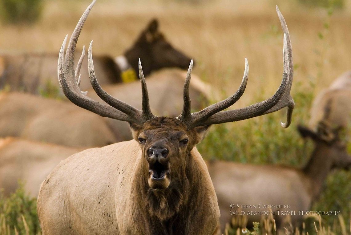 Bugling Elk A bull elk bugles during the rut.  Picture taken in Rocky Mountain National Park, Colorado, USA.  Cervus canadensis,Elk,Geotagged,United States