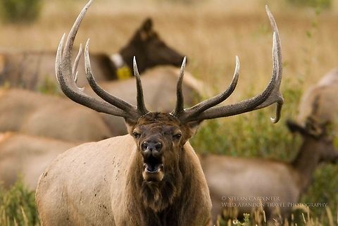 Bugling Elk A bull elk bugles during the rut.  Picture taken in Rocky Mountain National Park, Colorado, USA.  Cervus canadensis,Elk,Geotagged,United States