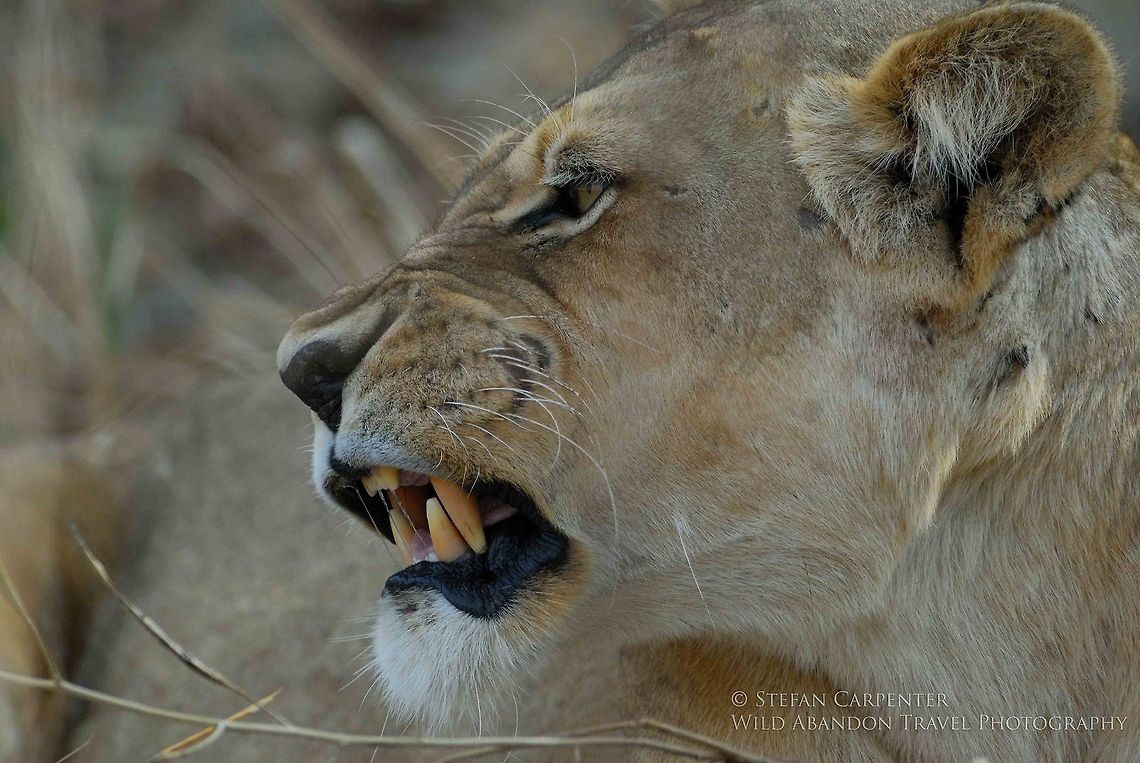 Lion teeth A lioness showing her teeth in affection at her cub in the early morning.  Picture taken in South Luangwa National Park, Zambia.  Geotagged,Lion,Panthera leo,Zambia
