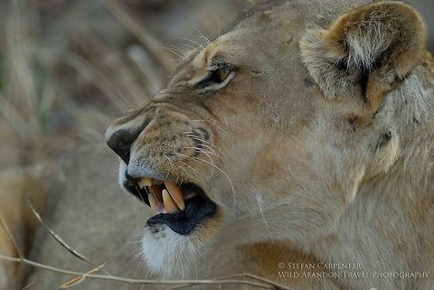 Lion teeth A lioness showing her teeth in affection at her cub in the early morning.  Picture taken in South Luangwa National Park, Zambia.  Geotagged,Lion,Panthera leo,Zambia
