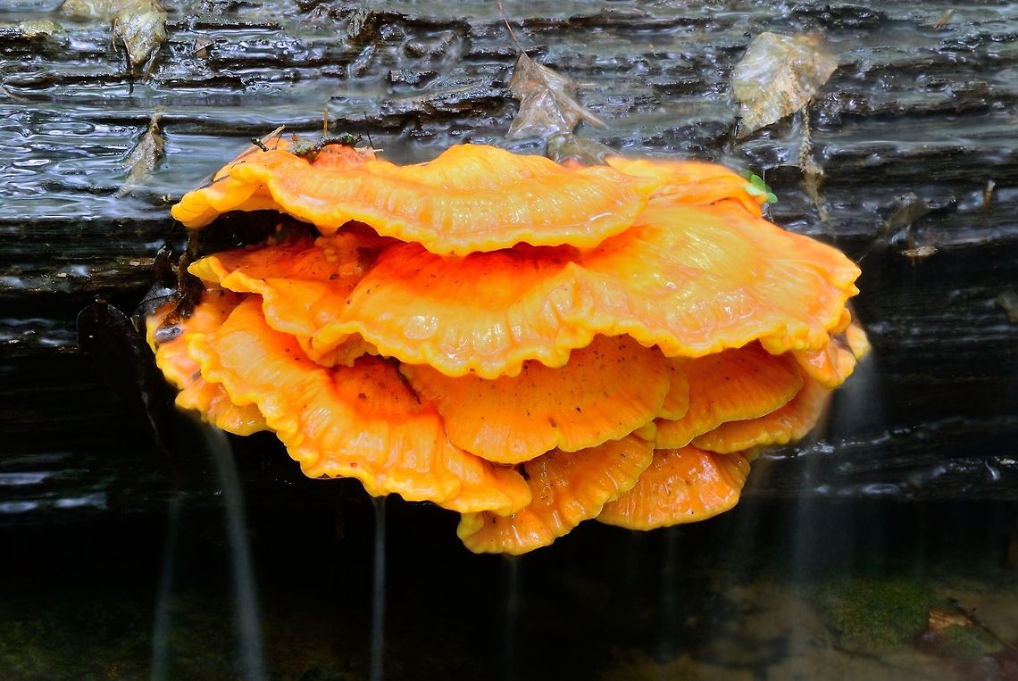 Sulfur Shelf Mushroom Sulfur shelf mushroom growing on a fallen log lying across a small creek.  Picture taken in Morgan Monroe State Forest in Indiana, US.  Geotagged,Laetiporus sulphureus,United States