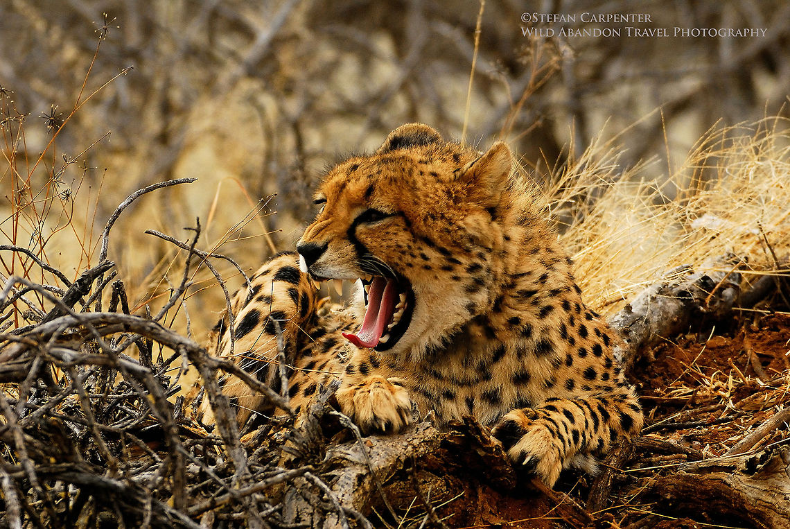 Cheetah Yawning Cheetah yawning in the early morning.  Acinonyx jubatus,Cheetah,Geotagged,Namibia
