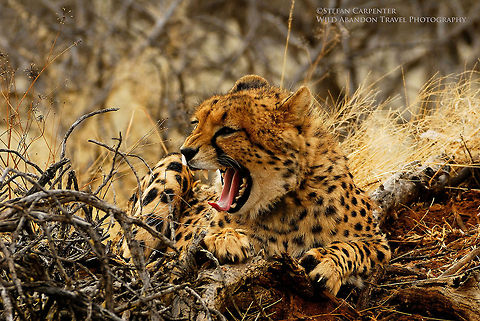 Cheetah Yawning Cheetah yawning in the early morning.  Acinonyx jubatus,Cheetah,Geotagged,Namibia
