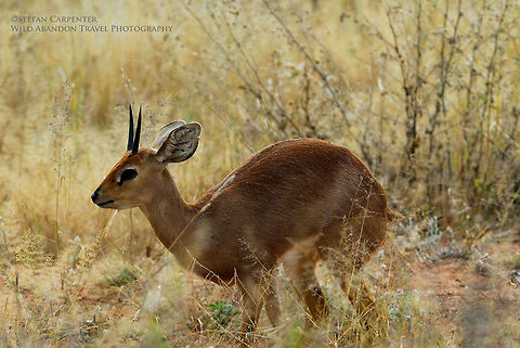 Steenbok A male steenbok pausing during grazing.  Steenbok are the second smallest antelope found in Namibia.  Geotagged,Namibia,Raphicerus campestris,Steenbok