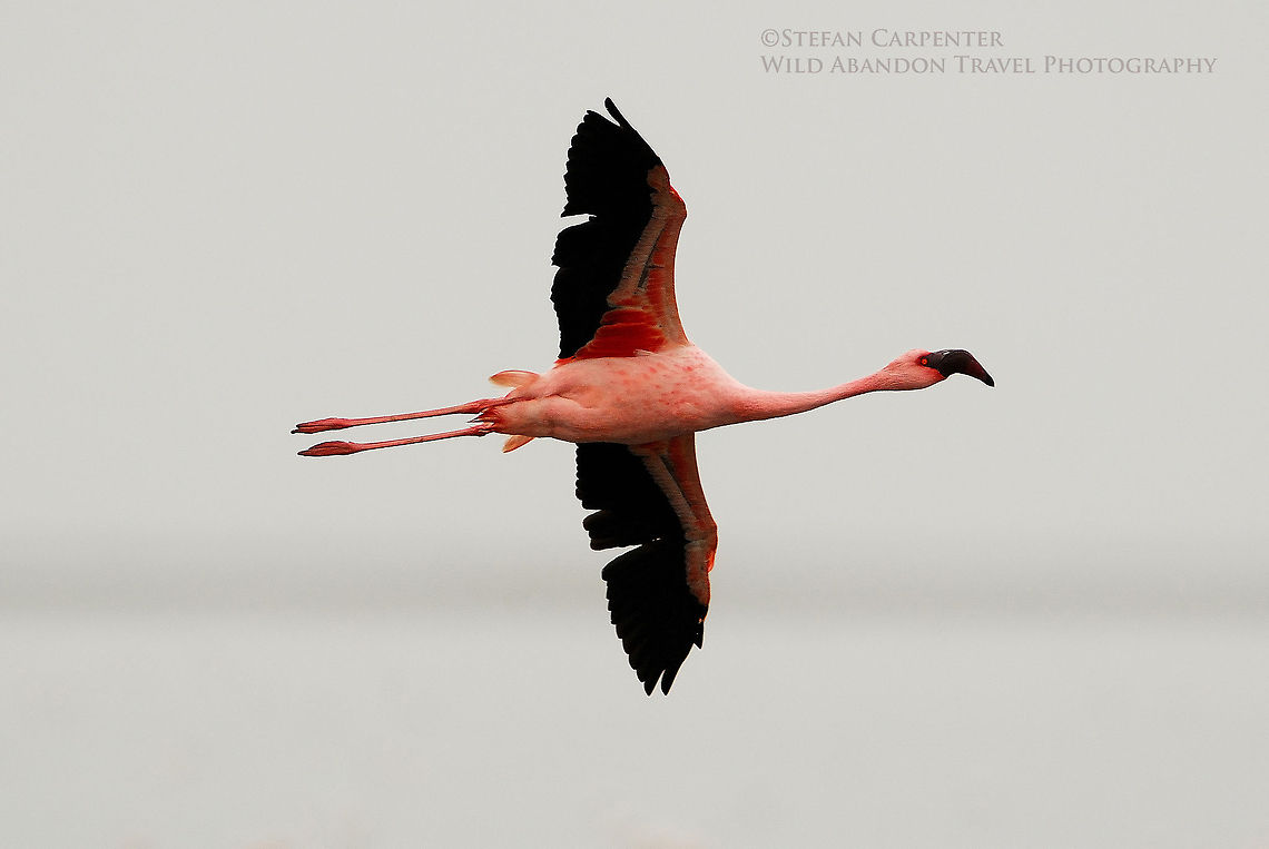 Lesser flamingo A lesser flamingo flying on an foggy morning Geotagged,Lesser Flamingo,Namibia,Phoenicopterus minor