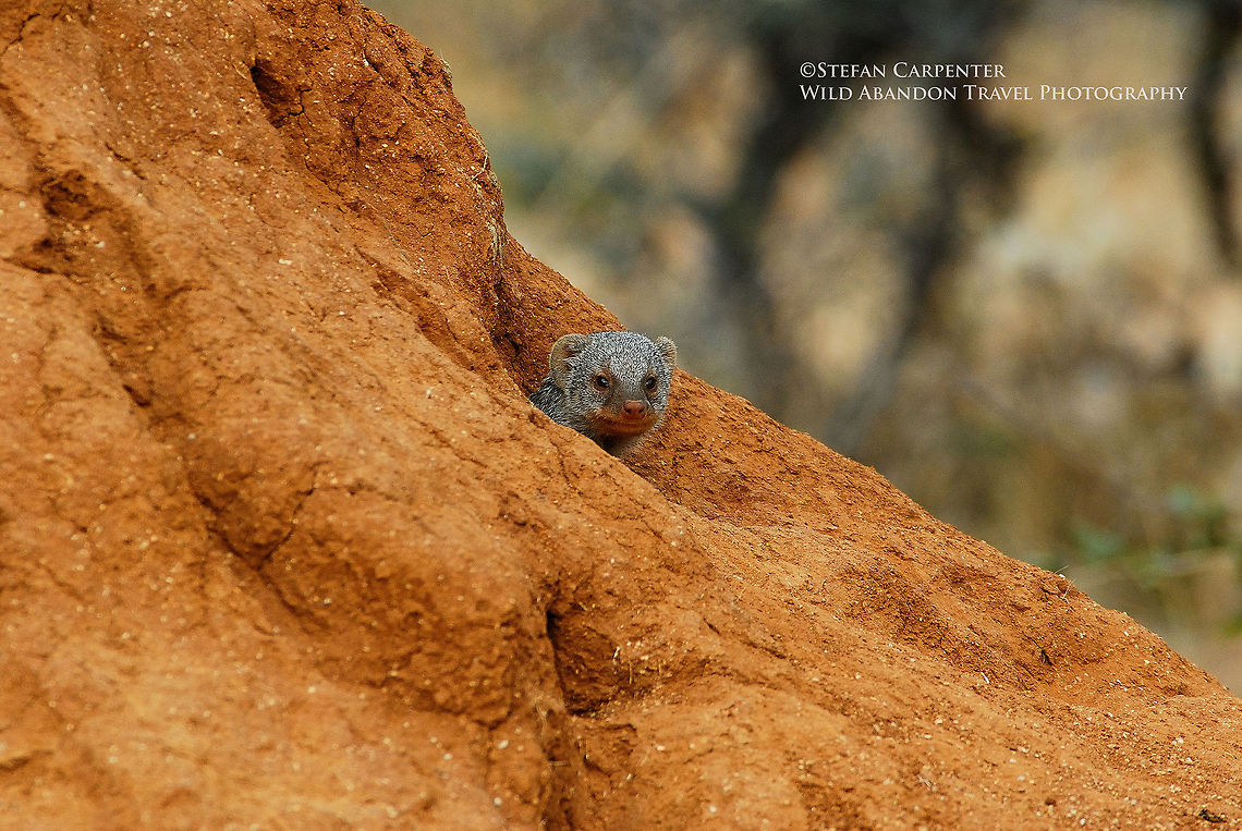 Banded Mongoose A banded mongoose peering out from a hole in the side of a termite mound.  Africa,Banded Mongoose,Geotagged,Mungos mungo,Namibia