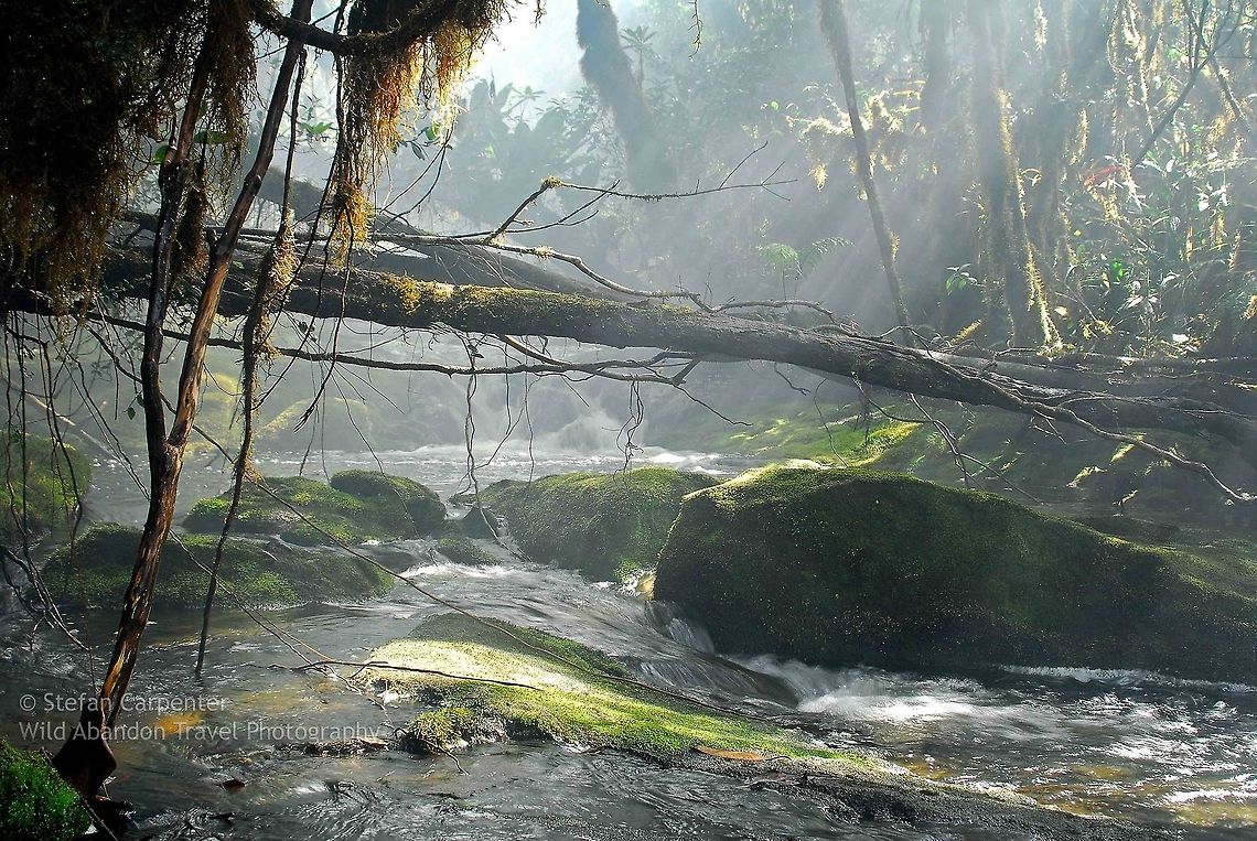 Amazonian Creek I took this picture at the top of a small mountain in the middle of a 10 day backpacking expedition in the Amazon Rainforest in western Guyana.  I spent most of my time traveling through lands under the jurisdiction of the local Patamona Indians.  According to my guide, who had married into one of the nearby villages, I was the second white person to have ever been to that spot (the first was an amphibian researcher a year prior).  Geotagged,Guyana