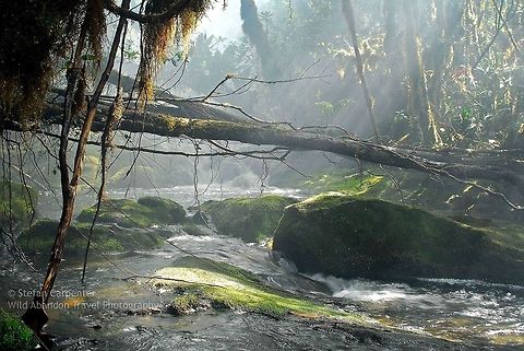 Amazonian Creek I took this picture at the top of a small mountain in the middle of a 10 day backpacking expedition in the Amazon Rainforest in western Guyana.  I spent most of my time traveling through lands under the jurisdiction of the local Patamona Indians.  According to my guide, who had married into one of the nearby villages, I was the second white person to have ever been to that spot (the first was an amphibian researcher a year prior).  Geotagged,Guyana