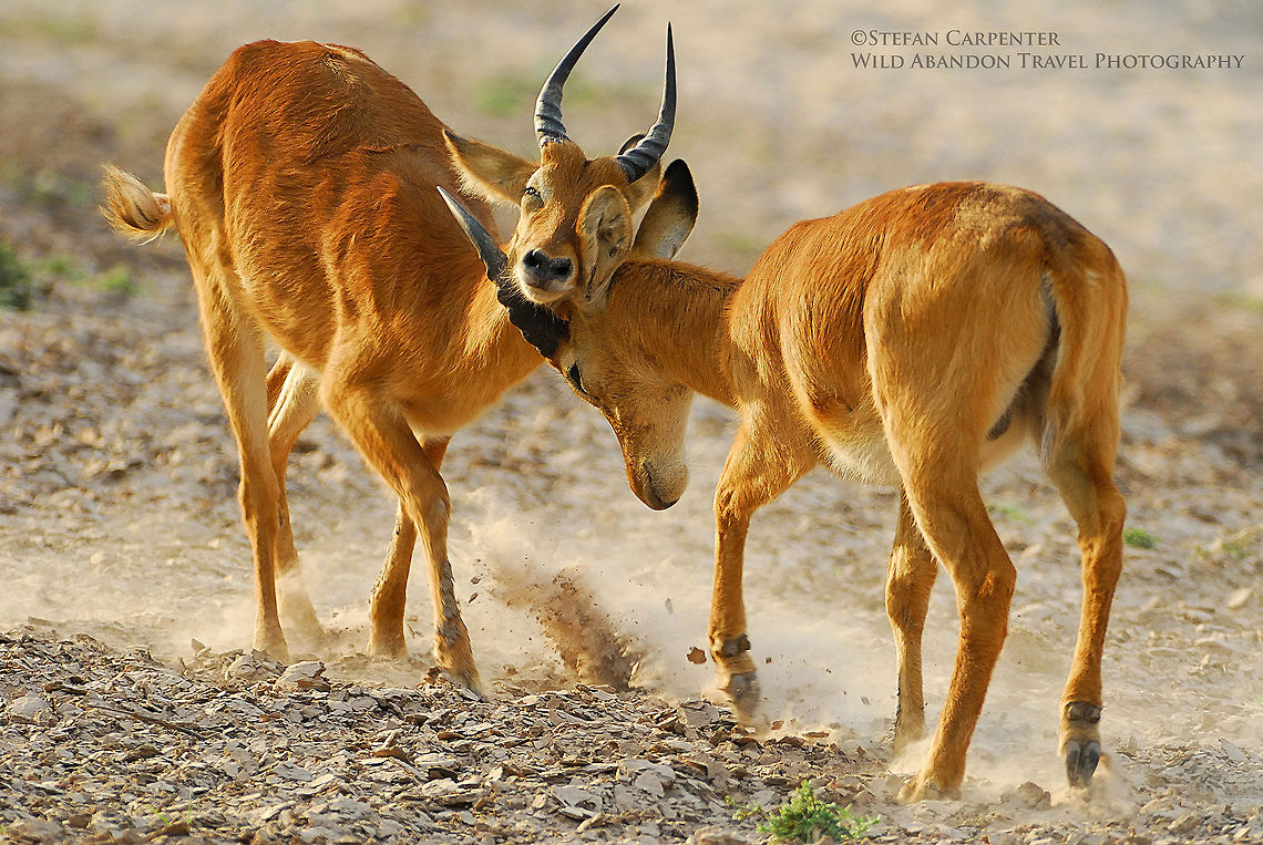 Pukus sparring Pukus sparring just before sunset. Africa,Geotagged,Kobus vardonii,Puku,Zambia,antelope,pukus,sparring