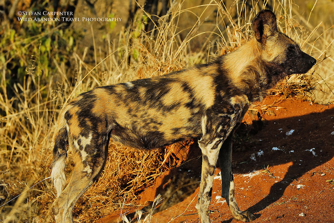 African Wild Dog Next to Termite Mound I came across this pack of wild dog just before sunset.  Just before we were going to head back to camp, one of the males walked in front of a red termite mound, which was a blazing red in the last minutes of direct sunlight.  Africa,African wild dog,Geotagged,Lycaon pictus,Namibia,Zambia,wild dog