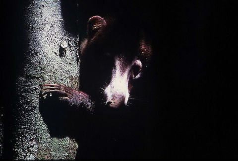 Coatimundi A coatimundi peering out from the shade in the rainforest of the Osa Peninsula in Costa Rica. Coati,Cost Rica,Costa Rica,Geotagged,Nasua narica,Osa Peninsula,White-nosed coati