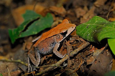 Bicolored frog I came across this bicolored frog in Periyar National Park, in Kerala, India.  From the top, the frog was nearly indistinguishable from a leaf.  Bicolored frog,Clinotarsus curtipes,Geotagged,India,Kerala,frog
