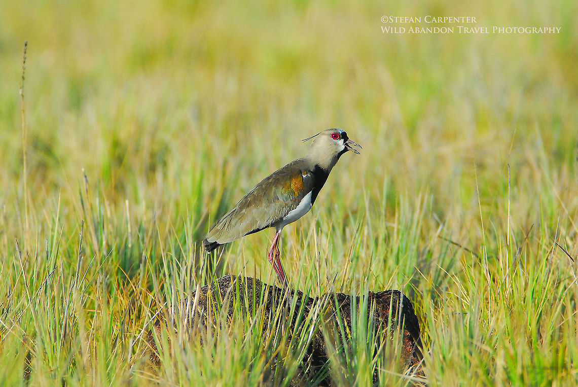 Southern Lapwing I came across this lapwing right at the border with Brazil, at the culmination of a 10 day backpacking trip through Guyana.  Before catching a ride on a small cargo plane back to the capital, I went for a walk along the Ireng River.  I heard this lapwing calling, and I spent about 10 minutes trying to get a good view of it.  Eventually, I managed to snag this shot.  Geotagged,Guyana,Southern Lapwing,Vanellus chilensis