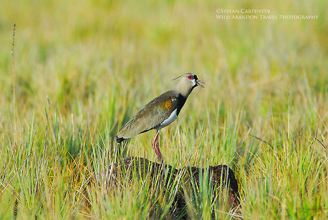 Southern Lapwing I came across this lapwing right at the border with Brazil, at the culmination of a 10 day backpacking trip through Guyana.  Before catching a ride on a small cargo plane back to the capital, I went for a walk along the Ireng River.  I heard this lapwing calling, and I spent about 10 minutes trying to get a good view of it.  Eventually, I managed to snag this shot.  Geotagged,Guyana,Southern Lapwing,Vanellus chilensis