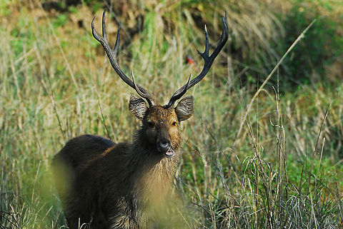 Southern Swamp Deer I came across this subspecies of swamp deer in Khana National Park in Madhya Pradesh, India.  Getting the shot was a little tricky because it was in a low lying marsh surrounded by tall grass.  Consequently, every time I tried to take a shot, the grass in the foreground would obscure its face.  For this shot it moved its head just enough to the right.  Barasingha,Geotagged,India,Rucervus duvaucelii,swamp deer