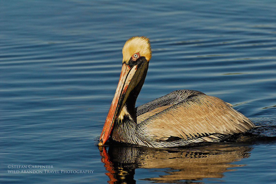 Brown Pelican A brown pelican in breeding plumage.  Brown Pelican,Geotagged,Pelecanus occidentalis,United States