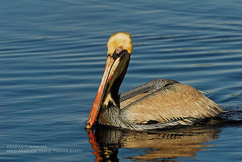 Brown Pelican A brown pelican in breeding plumage.  Brown Pelican,Geotagged,Pelecanus occidentalis,United States