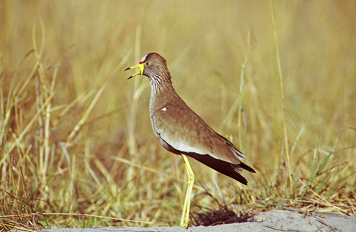African wattled lapwing Picture taken on the banks of the Okovango Delta in Botswana.  And, on a completely different note, despite the picture information, I took this photo in 2005, not 1970 (I have no idea how the 1970 got on there).  Africa,African wattled lapwing,Botswana,Geotagged,Vanellus senegallus