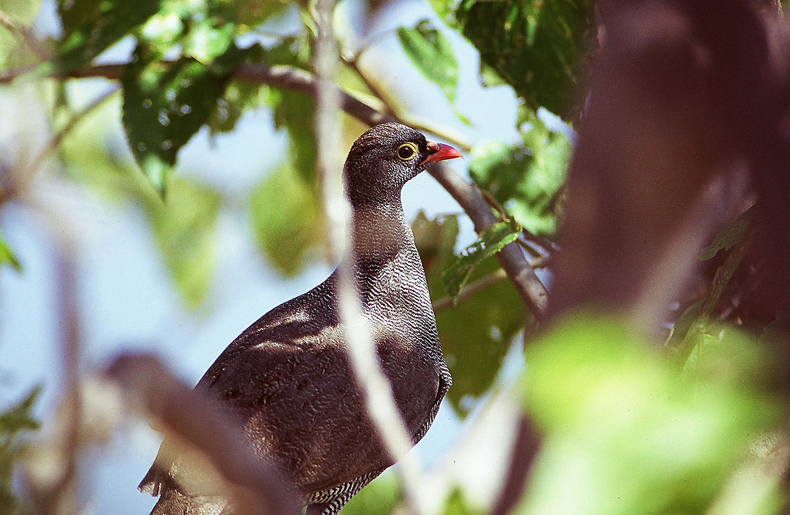 Red-billed spurfowl I found this bird rustling around in the undergrowth next to my campsite in the Mudumu National Park.  The campsite itself was pretty spectacular.  It was about 10km from everything else in the park at the end of a 4x4 track, right next to a hippo pool and, at least when I was there, smack in the middle of the stomping grounds of at least one large herd of elephants.  So you basically enjoyed the view by day, went into your tent at night, and made sure not to emerge until sunup.  Geotagged,Namibia,Pternistis adspersus,Red-billed spurfowl