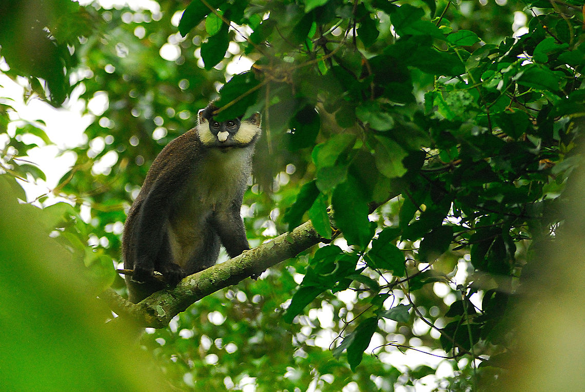 Red-tailed monkey This monkey was a little bit inquisitive, and a lot camera shy.  I was eating dinner in the Mpanga Forest Reserve (shortly after finding myself in the middle of an army ant swarm) when it appeared to see what I was doing.  There was a lot of vegetation between the two of us, so this was the one mostly clean picture that I managed to take.  Cercopithecus ascanius,Geotagged,Red-tailed monkey,Uganda