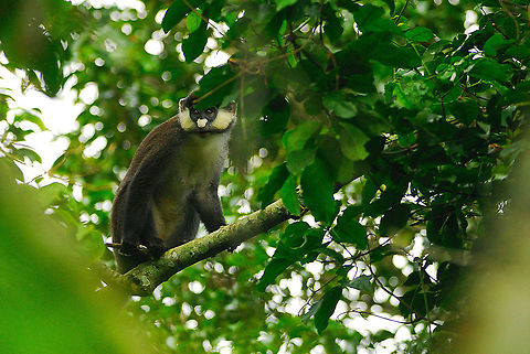 Red-tailed monkey This monkey was a little bit inquisitive, and a lot camera shy.  I was eating dinner in the Mpanga Forest Reserve (shortly after finding myself in the middle of an army ant swarm) when it appeared to see what I was doing.  There was a lot of vegetation between the two of us, so this was the one mostly clean picture that I managed to take.  Cercopithecus ascanius,Geotagged,Red-tailed monkey,Uganda
