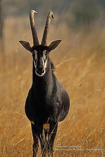 Male sable antelope I took this picture in a game reserve somewhere outside of Lusaka (although, I have to admit, I can't exactly remember where).  The nice thing about the reserve is that walking was allowed, which I took full advantage of.  I came across this male while on an afternoon hike.  I was more or less bushwacking, and I don't think that many people ever stepped out of their safari vehicles, so this guy wasn't too sure what to make of me. So, the two of us stood there and stared at each other for a few minutes before he turned and ran, and I carried on with my hike. Geotagged,Hippotragus niger,Sable antelope,Zambia