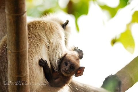 Northern plains gray langur baby The mother didn't give a fig about me.  The baby was much more curious about the funny looking hairless primate behind the camera. Geotagged,India,Northern plains gray langur,Semnopithecus entellus