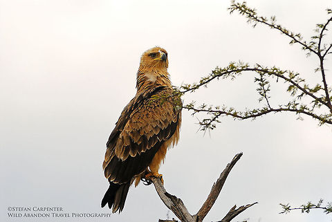 Juvenile tawny eagle I came across this young tawny eagle on an overcast morning.  Aquila rapax,Geotagged,Namibia,Tawny Eagle