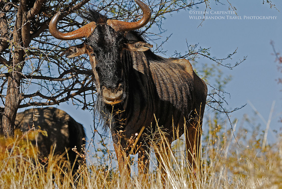 Brindled Gnu I saw this wildebeest in Daan Viljoen Game Reserve, a short drive from Namibia's capital city, Windhoek.  I have seen scores of brindled gnus, but I always found them to be surprisingly difficult to photograph well - in my opinion, their coloring and lack of spectacular horns, etc., makes it difficult to take an interesting photograph.   This one was on a hilltop above me, so I was able to take a picture of it set against the sky, rather than shrub.  The result was that I finally took a picture of a brindled gnu that I liked. Blue Wildebeest,Geotagged,Namibia