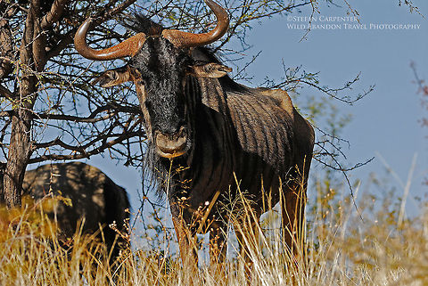 Brindled Gnu I saw this wildebeest in Daan Viljoen Game Reserve, a short drive from Namibia's capital city, Windhoek.  I have seen scores of brindled gnus, but I always found them to be surprisingly difficult to photograph well - in my opinion, their coloring and lack of spectacular horns, etc., makes it difficult to take an interesting photograph.   This one was on a hilltop above me, so I was able to take a picture of it set against the sky, rather than shrub.  The result was that I finally took a picture of a brindled gnu that I liked. Blue Wildebeest,Geotagged,Namibia