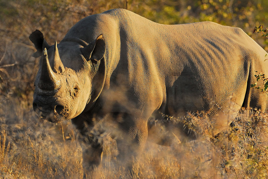 Black Rhino I came across this rhino on a morning drive in Etosha National Park in Namibia.  A number of black rhinos have been poached recently in Namibia, including within the park boundaries.  However, I was fortunate to see two of them in three days, including this one just as the sun was coming up.  Africa,Black rhinoceros,Diceros bicornis,Geotagged,Namibia,Rhino,Winter,namibia