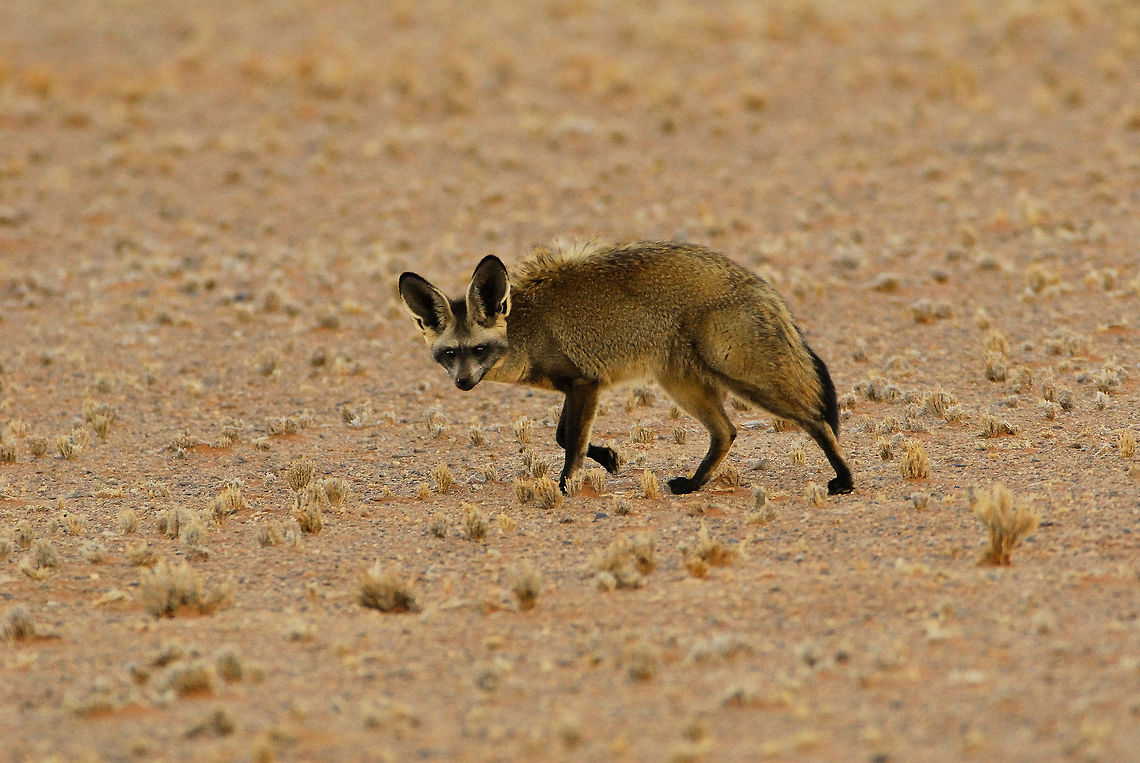 Bat Eared Fox This fox was part of a pair walking across the Namib Desert in the early evening.  I took this picture while it was standing completely motionless in an apparent effort to locate its prey.  After about 5 minutes of almost no movement, it suddenly ran to a nearby spot, and swallowed something in one bite.  Afterwards, it carried on after its partner. Africa,Bat-Eared Fox,Geotagged,Namibia,Otocyon megalotis,Winter,wildlife