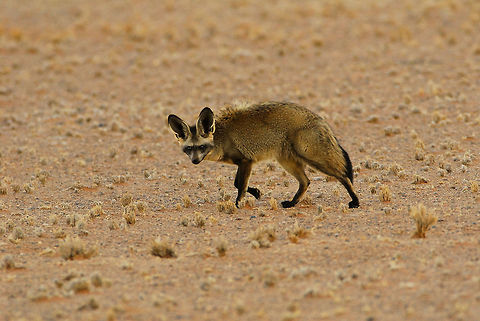 Bat Eared Fox This fox was part of a pair walking across the Namib Desert in the early evening.  I took this picture while it was standing completely motionless in an apparent effort to locate its prey.  After about 5 minutes of almost no movement, it suddenly ran to a nearby spot, and swallowed something in one bite.  Afterwards, it carried on after its partner. Africa,Bat-Eared Fox,Geotagged,Namibia,Otocyon megalotis,Winter,wildlife