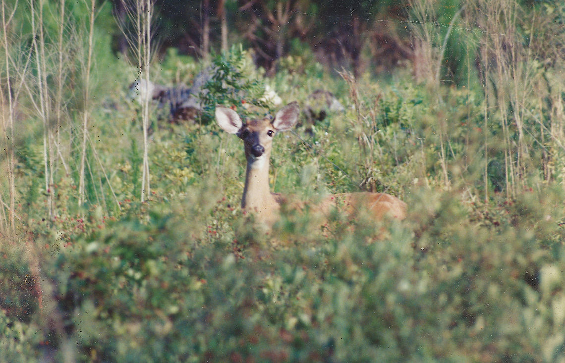 deer_in_berries  Odocoileus virginianus,White-tailed Deer