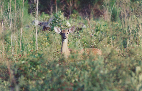 deer_in_berries  Odocoileus virginianus,White-tailed Deer