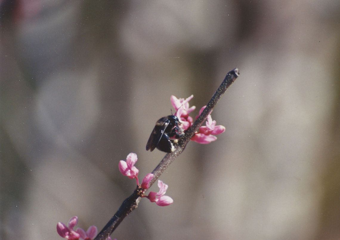 black_bumble_bee
