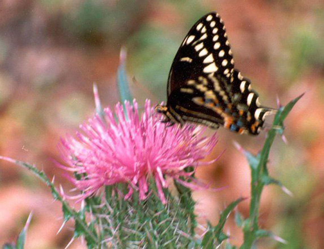 butterfly  Palamedes Swallowtail,Papilio palamedes