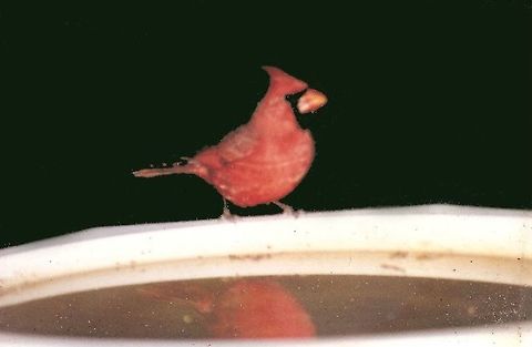 cardinal  Cardinalis cardinalis,Northern Cardinal