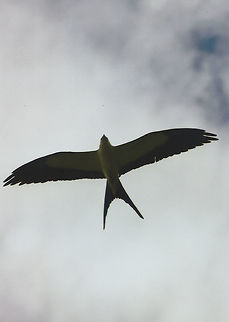 Swallow-tailed Kite I walked outside and looked up and the kite was circling overhead.   Gainesville, FL, USA Elanoides forficatus,Swallow-tailed Kite,kite