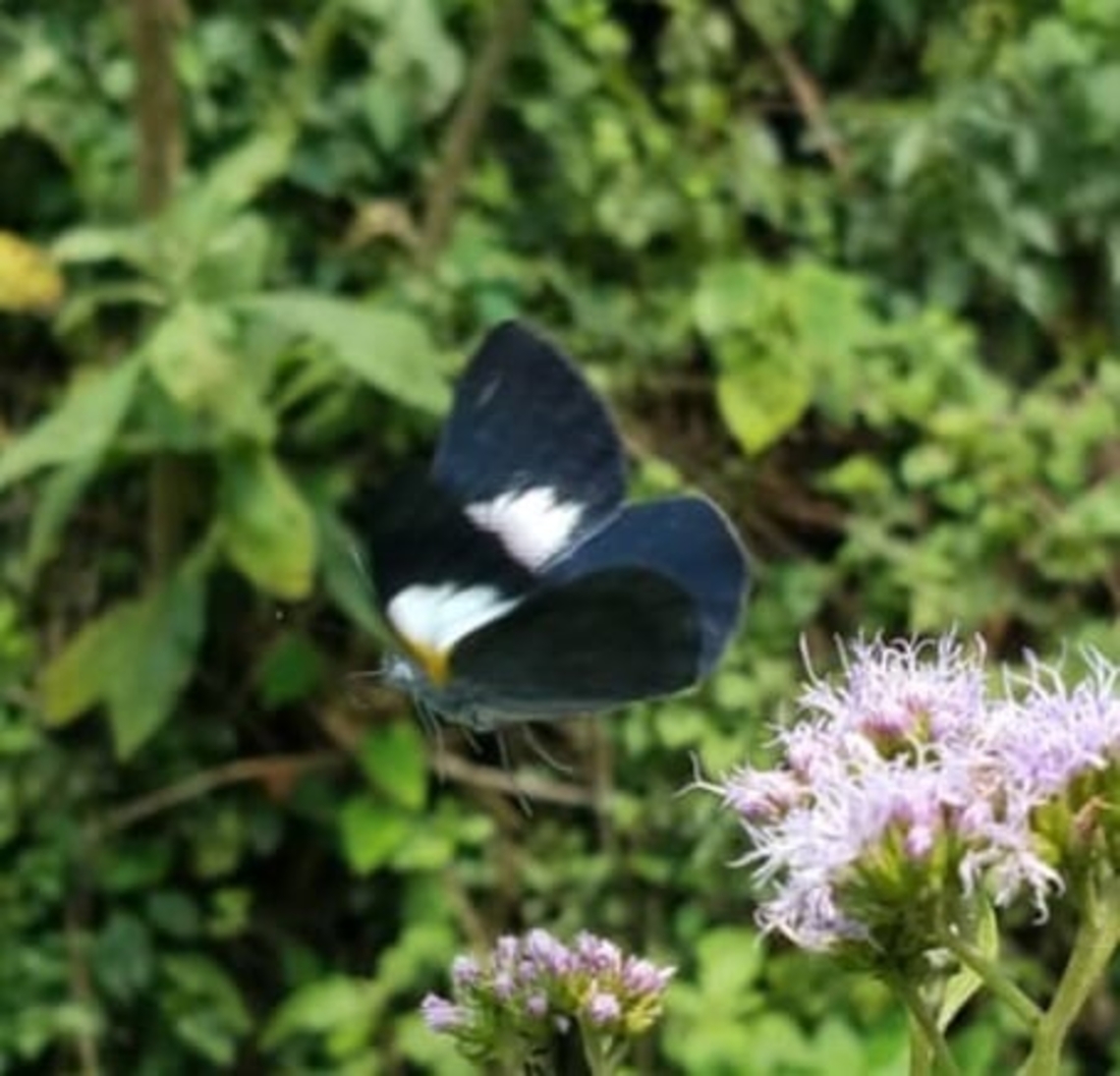 Raffray's white A rare and localised species from the high mountains of Uganda. Belenois raffrayi,Geotagged,Raffrays white,Uganda