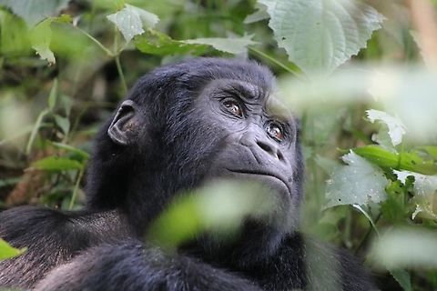 A Mountain Gorilla gazes into the forest A mountain gorilla in Uganda Gorilla beringei beringei,Mountain gorilla